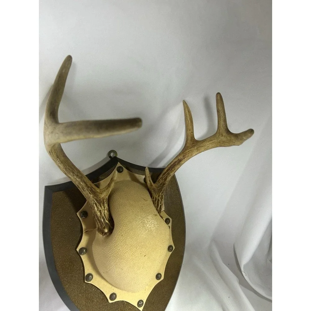 8 Point Whitetail Deer Antler Rack Horn Skull European Mount Man Cave Decor